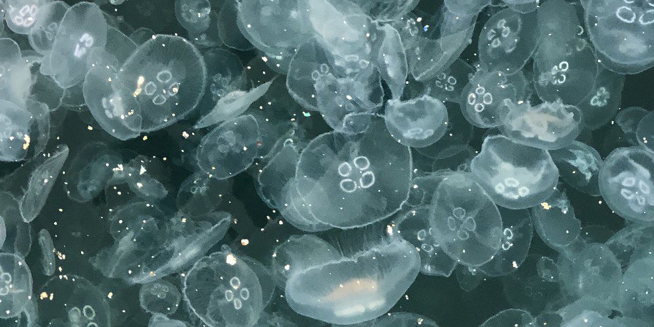 Marmara Denizi'nde Denizanası İşgali