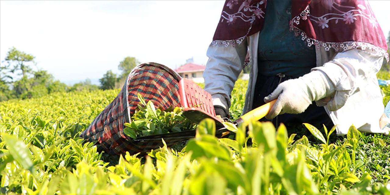 Yaş Çay Üreticilerini Üzecek Haber. İşte Açıklanacak Çay Fiyatı!