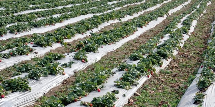 Kavak ilçesinde çilek üretimi yaygınlaşıyor