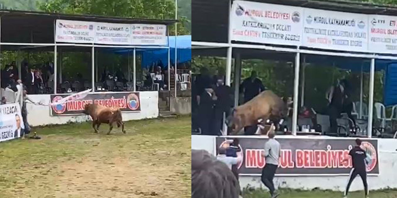 Boğa protokol tribününe daldı, o anlar kameraya yansıdı