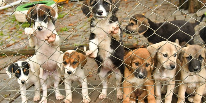 Samsun'da 2023 yılında barınaktaki 507 hayvan sahiplendirildi