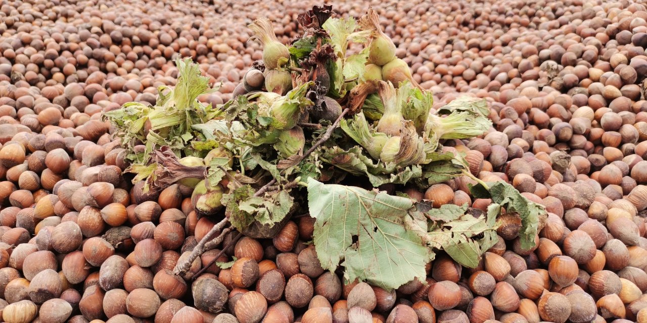 Trabzon İklim krizi ‘fındığı’ da vurdu; rekoltede sert düşüş