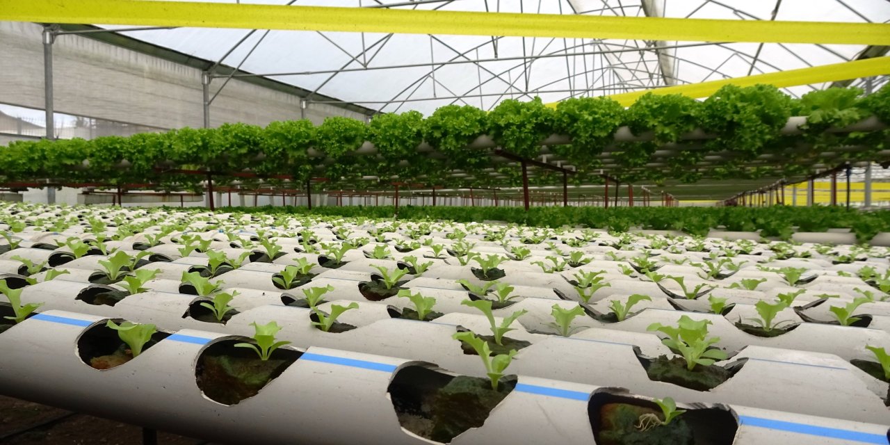 Sağlam: Marulun maliyeti 5 TL’ye düşecek