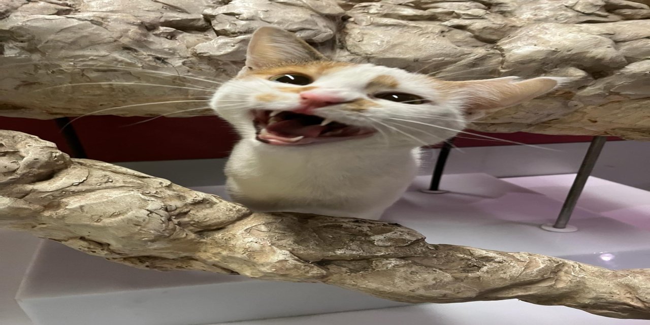 Kedi tırmığı hastalığına dikkat; görme kaybına yol açabilir