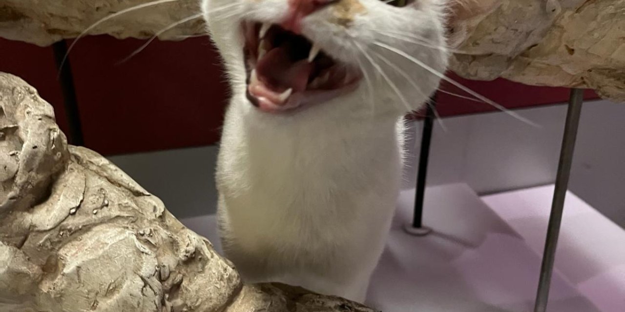 Kedi Tırmığı Hastalığına Dikkat; Görme Kaybına Yol Açabilir