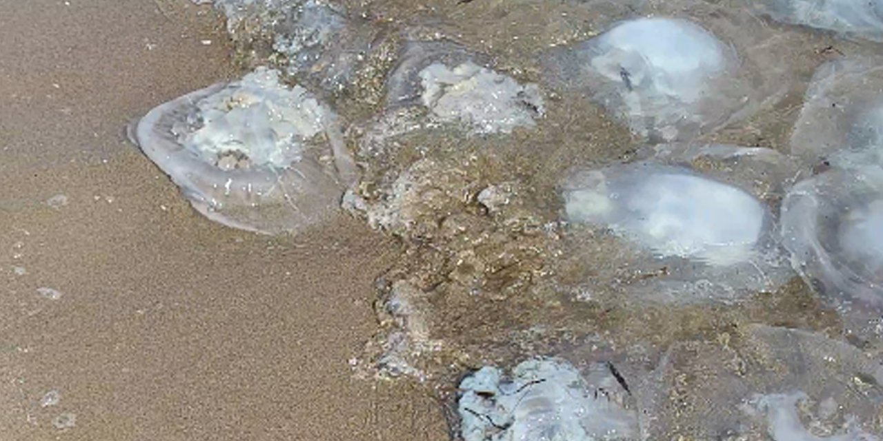 Antalya Yumurtalık Lagünü Sahiline Vuran Binlerce Denizanası Görüntülendi