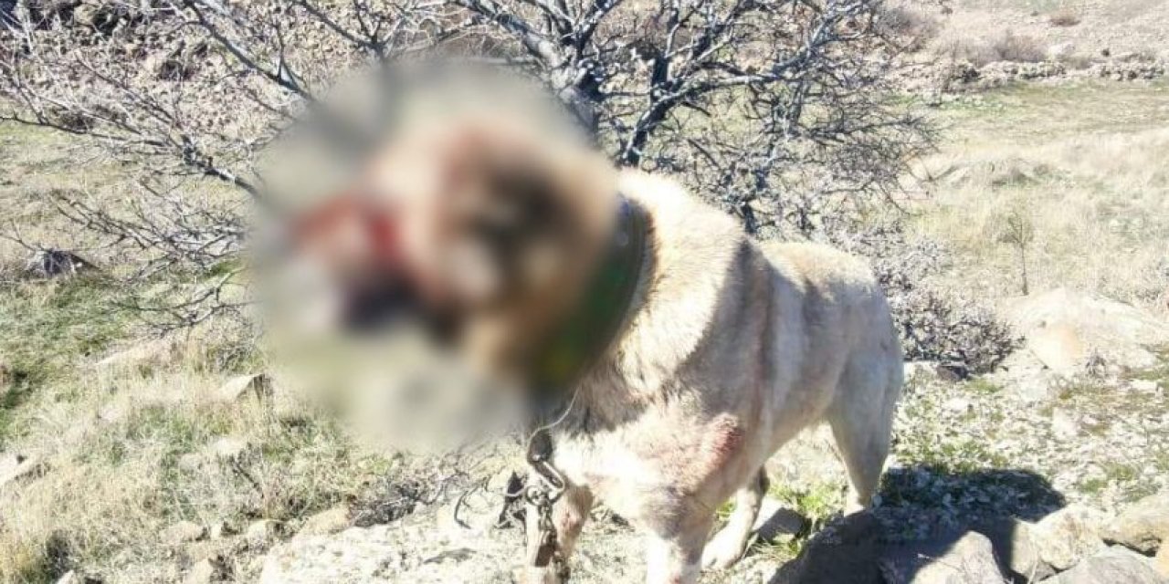 Kayseri'de Köpek Dövüştüren 12 Kişi Yakalandı