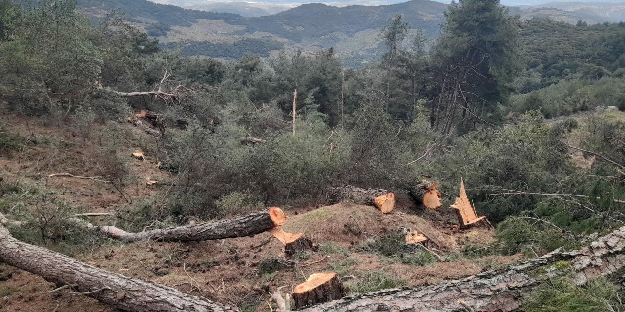 Aydın'da Tarım Arazisi Açmak İçin 250 Çam Ağacını Kestiler
