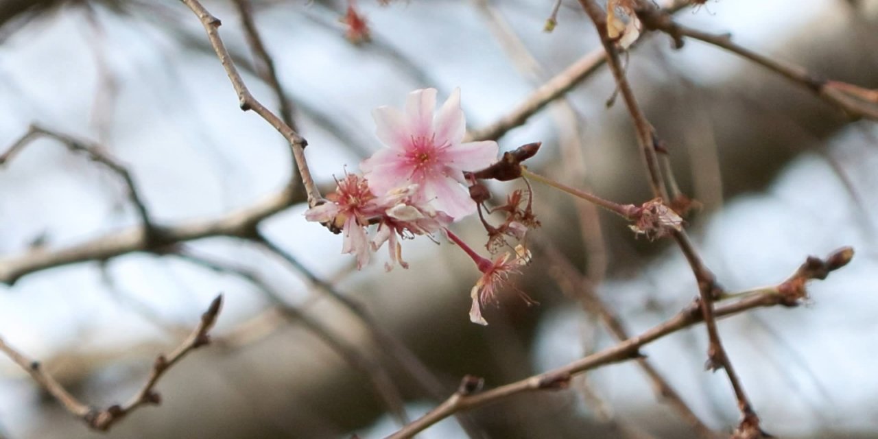 İstanbul’da Yalancı Bahar; Gıda Fiyatlarında Yükselme Yaşanabilir