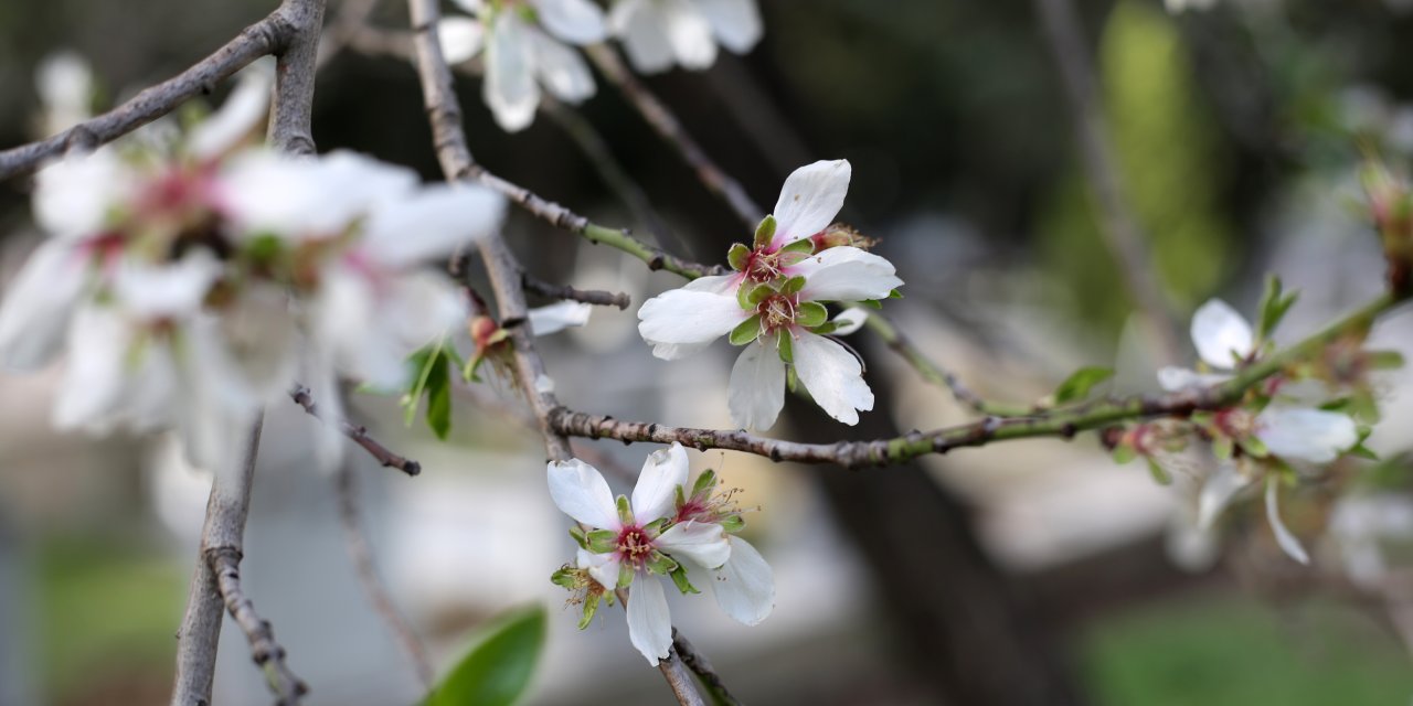 Edirne'de ‘Yalancı Bahar'a Aldanan Meyve Ağaçları Çiçek Açtı