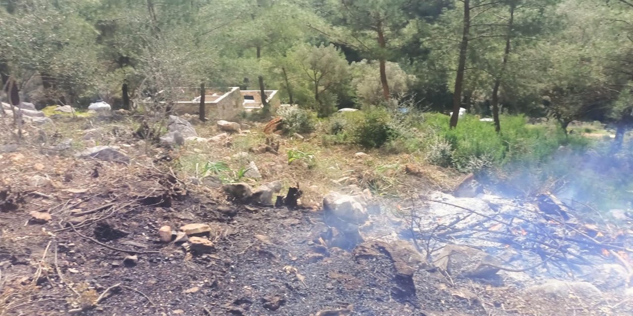 Hazine Arazisindeki Ağaçları Yakan 20 Şüpheli Gözaltında