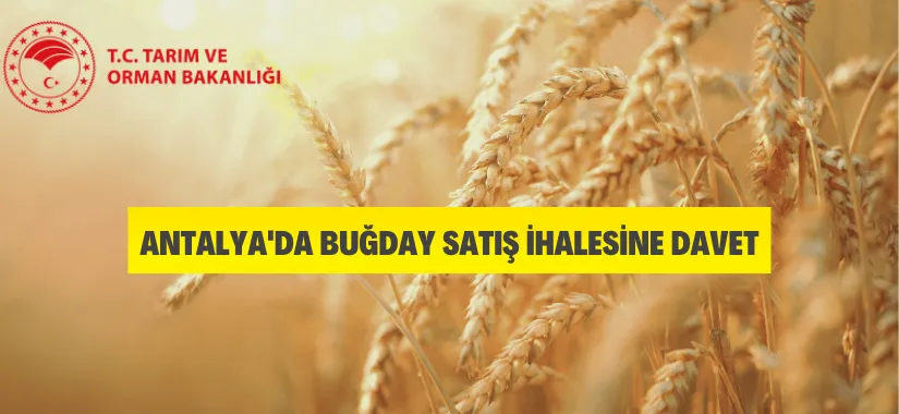 Antalya'da Buğday Satış İhalesi