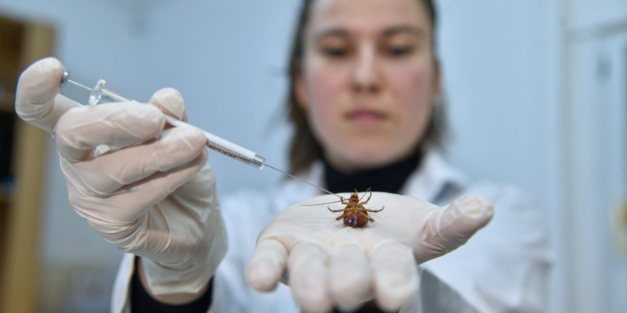 Araştırma Uğruna Foseptikten Hamam Böceği Topluyorlar