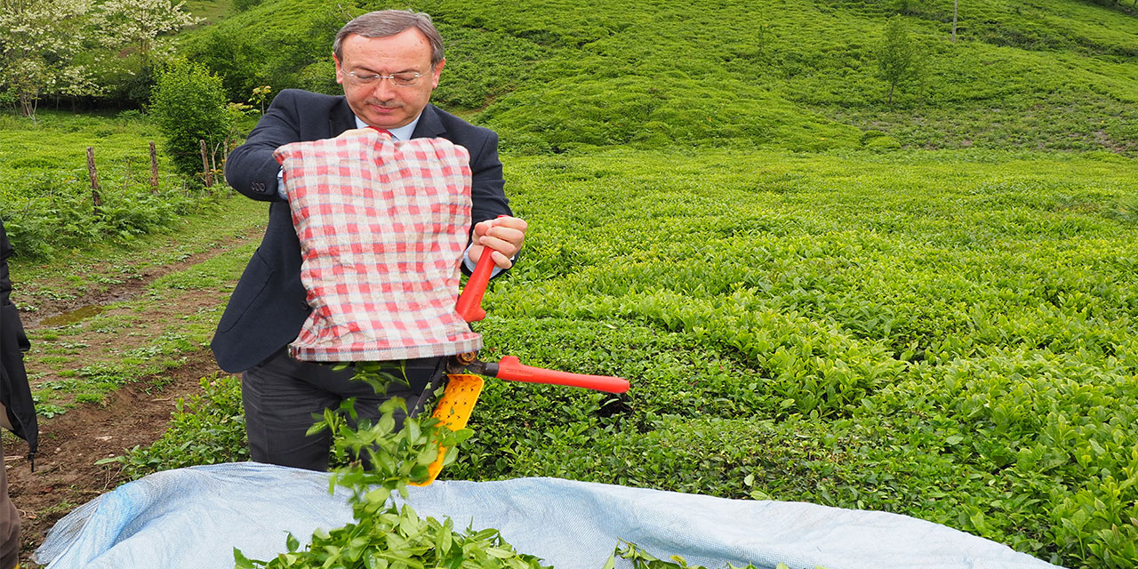 ÇAYKUR İlk Gün 69 Ton Yaş Çay Aldı