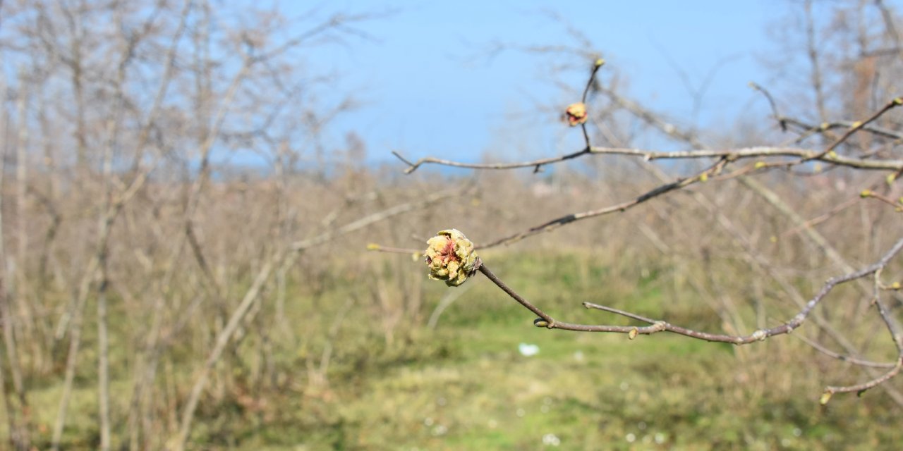 Karadeniz’de Fındık Yalancı Bahara Aldandı