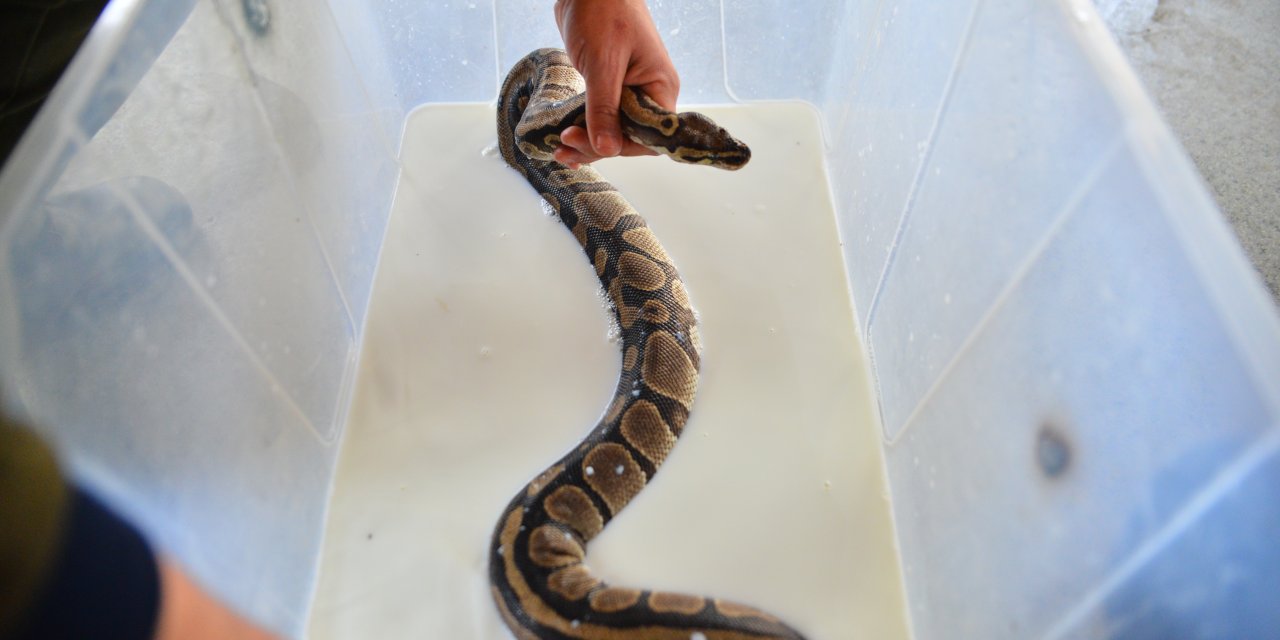 Bursa Hayvanat Bahçesi’nde, Nesli Tehlikedeki ‘Kraliyet Pitonları’ Süt Banyosuyla Deri Değiştiriyor