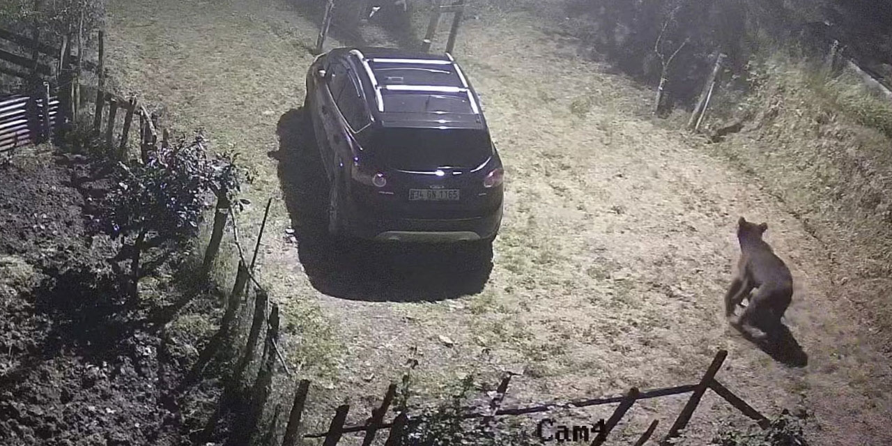 Rize'de yiyecek aramak için mahalleye inen ayı güvenlik kameralarına takıldı
