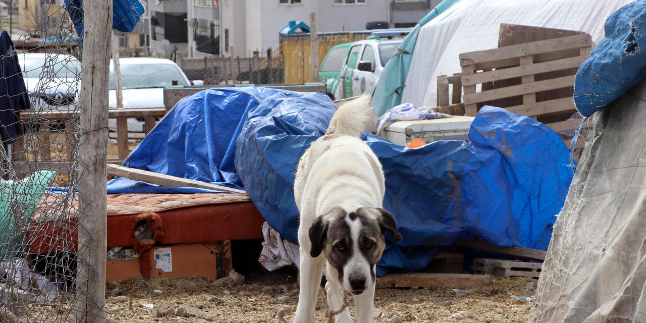 Kayseri'de Köpeğin Saldırdığı Çocuk Ağır Yaralandı