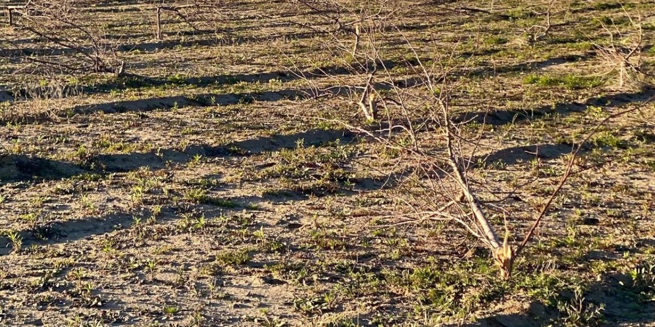Bahçedeki 900 Badem Ağacını Kestiler
