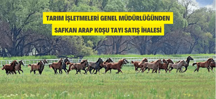 TİGEM'den Arap Koşu Tayı Satış İhalesi