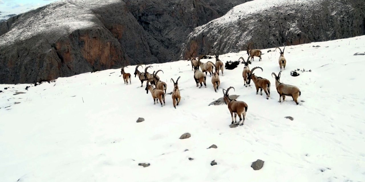 Bakan Yumaklı: 11 Bin 284 Yaban Hayvanını Tedavi Edip Yaşam Alanlarına Bıraktık