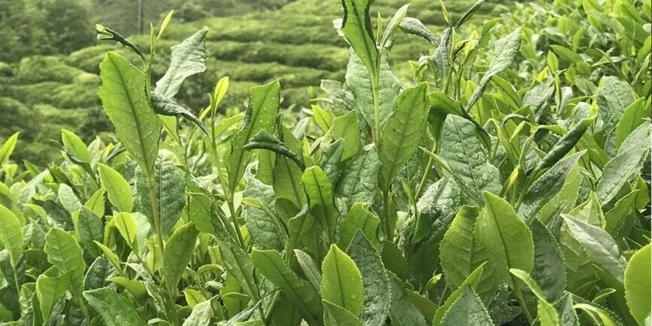 ÇAYKUR 2. Gün 230 Ton Yaş Çay Aldı