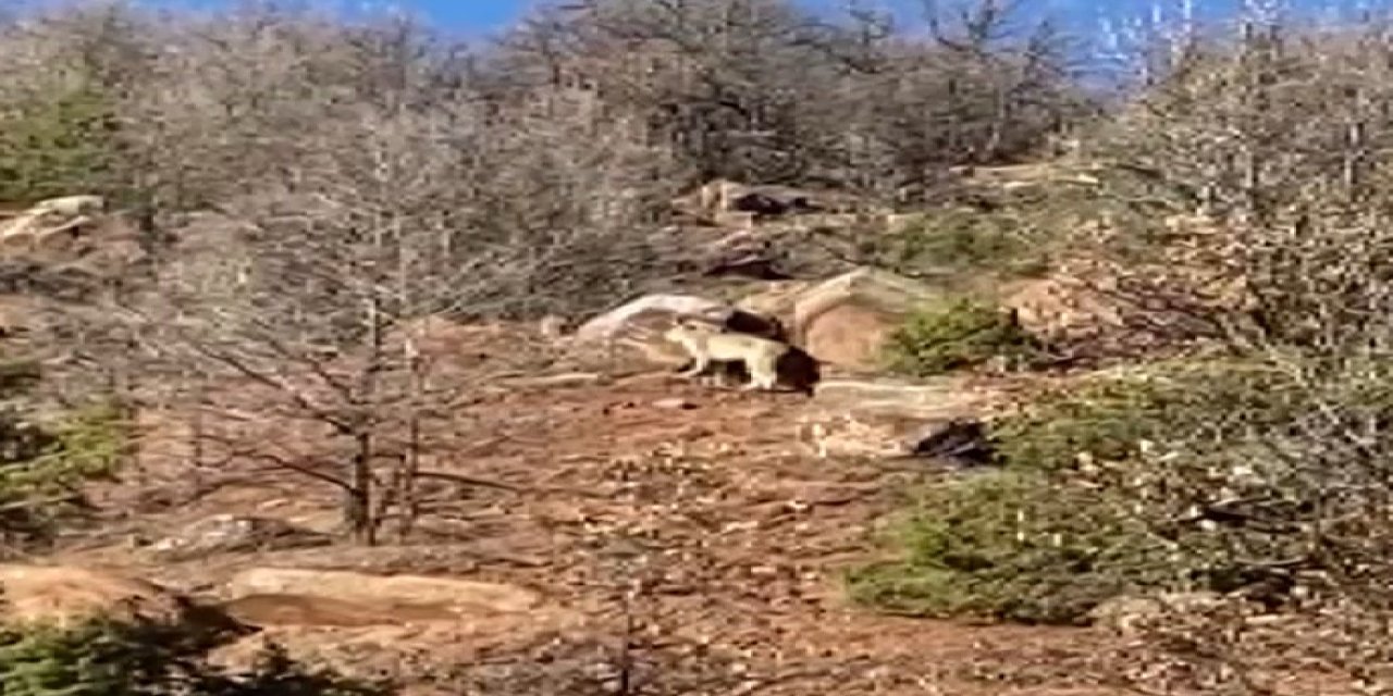 Sivas’ta Nesli Tükenme Tehlikesindeki Vaşak Görüntülendi