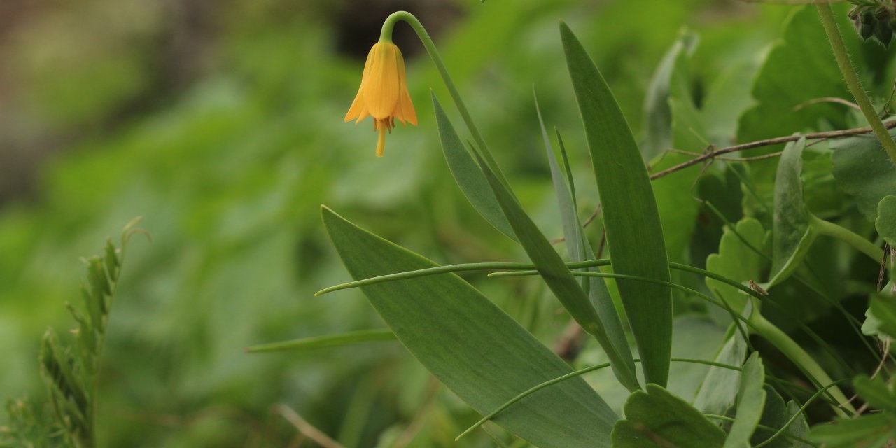 Türkiye’de Yetişen 53’üncü Ters Lale Türüne, Keşfeden Öğretmenin Soyadı Verildi; ‘Fritillaria Yalcinii’