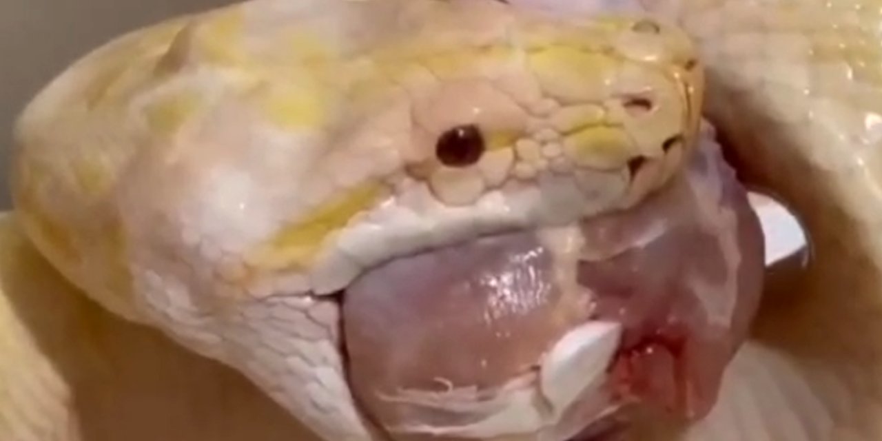 Kiracısına Ulaşamayan Ev Sahibi, Girdiği Dairede Albino Pitonla Karşılaştı