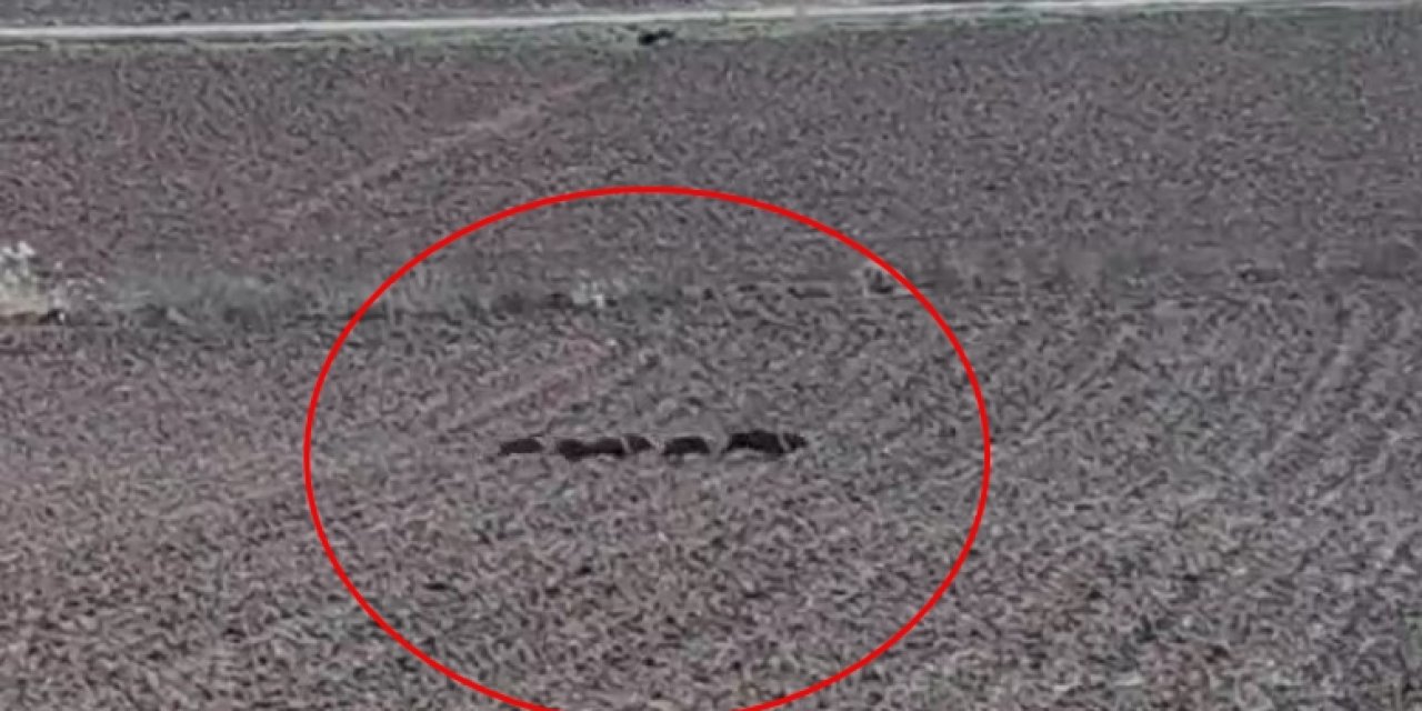 Diyarbakır'da Tarlaya Giren Domuz Sürüsü Kamerada