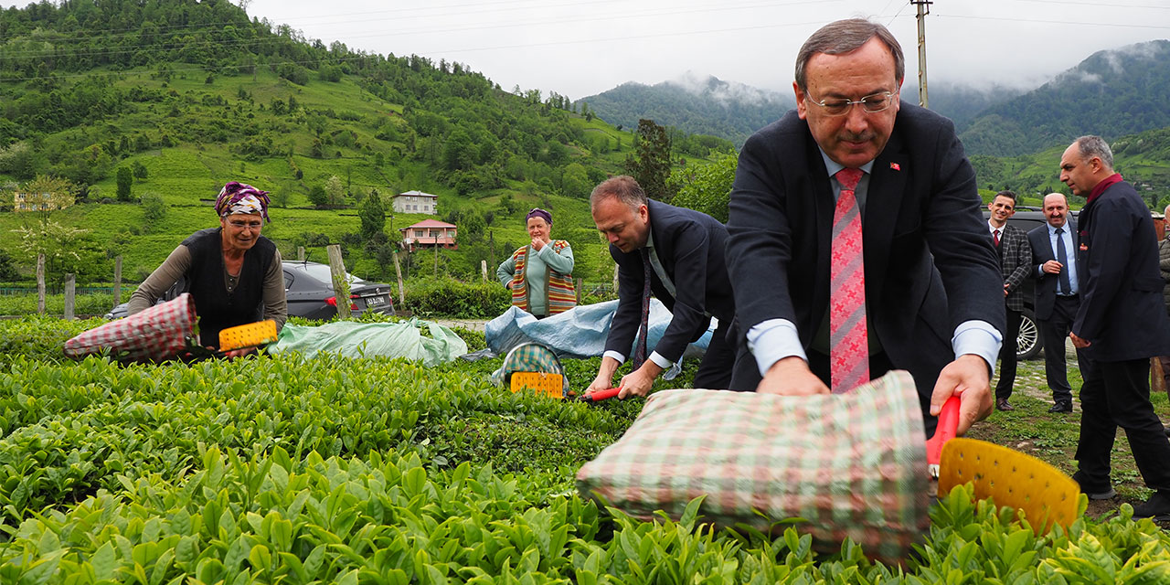 ÇAYKUR Genel Müdürü Alim İlk Çay Hasadını Artvin’de Yaptı