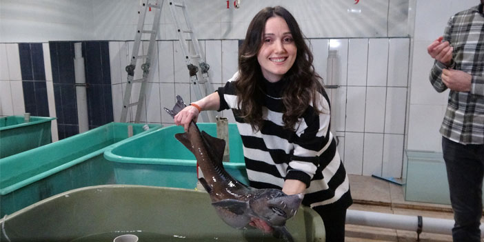 Rize'de, nesli tükenme tehlikesi altındaki Mersin balığının sağımı yapıldı