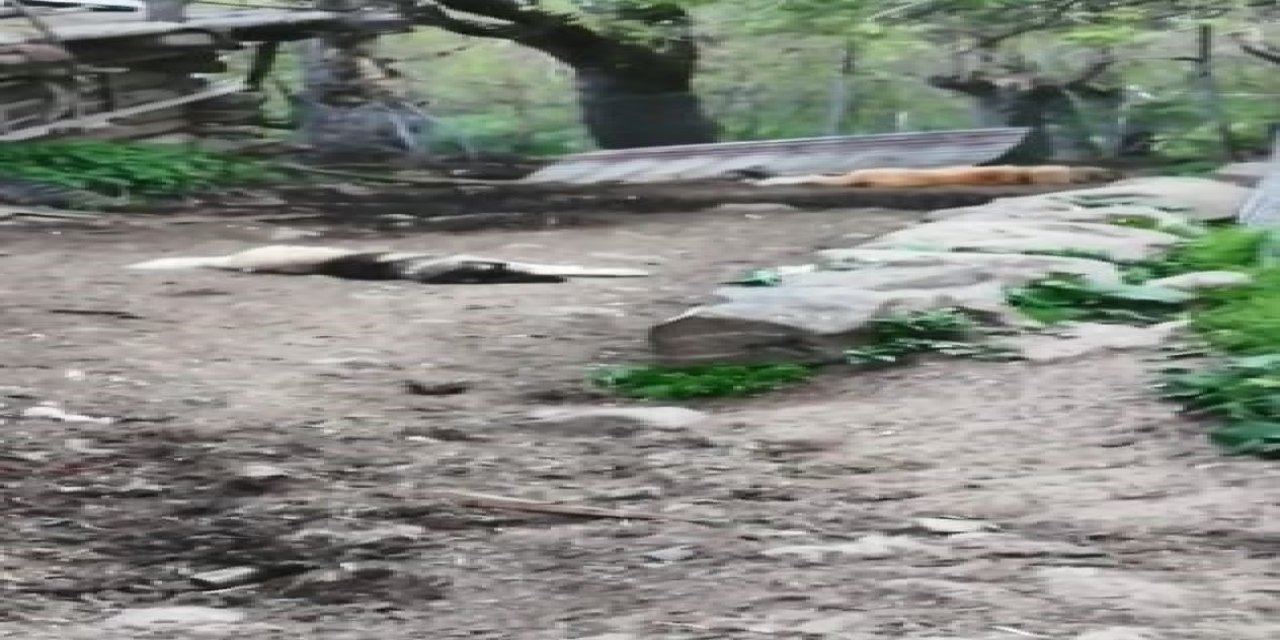 Artvin'de ağıla giren ayı 20 koyunu telef etti