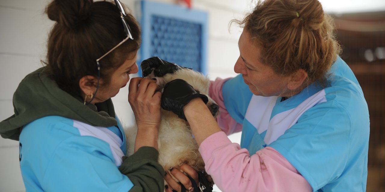 Merdiven Altı Üretilen 30 Cins Köpek Kurtarıldı; Bakımsızlıktan Kör Olmuş, Dişleri Çekilmiş