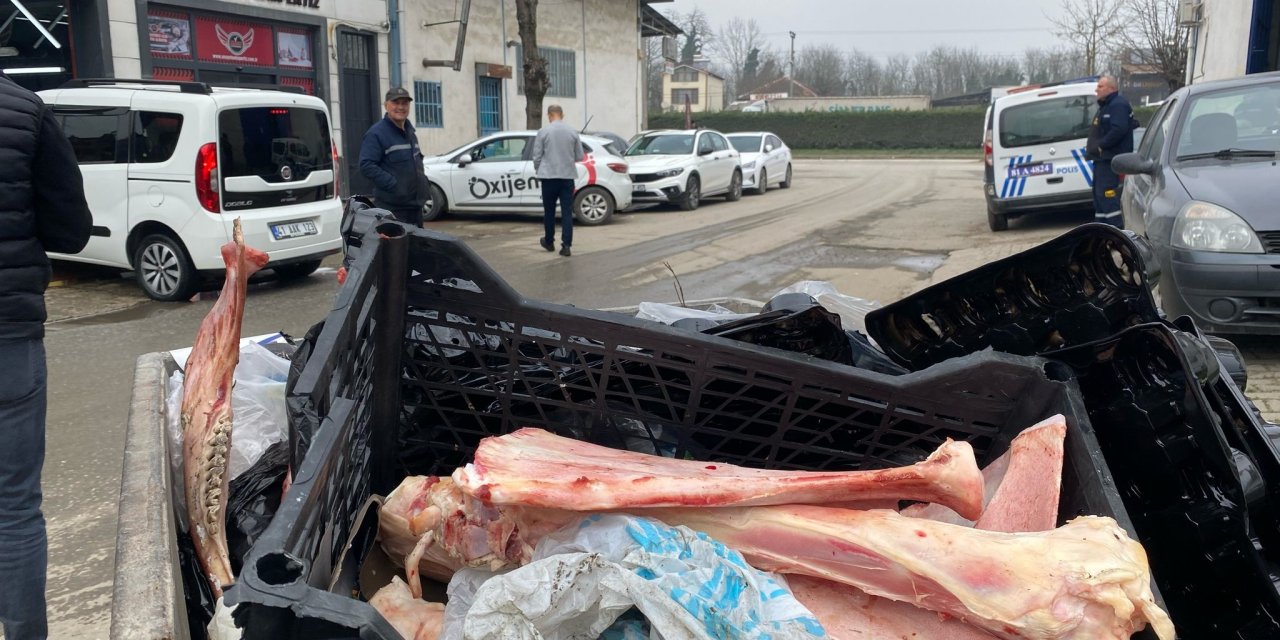 Düzce’de Çöp Konteynerinde Eti Sıyrılmış At Kemikleri Bulundu