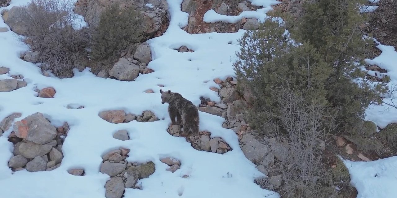Kış Uykusundan Uyanan Bozayı Dronla Görüntülendi