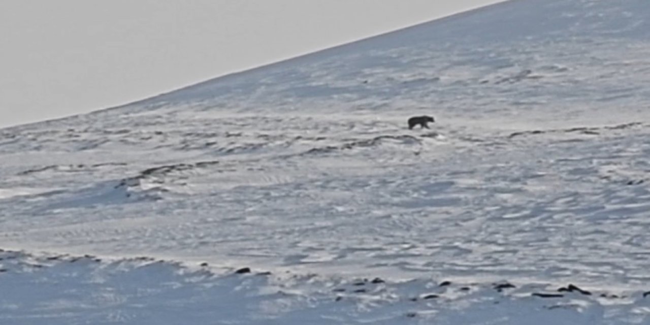 Nemrut'ta Ayılar, Kış Uykusundan Uyandı