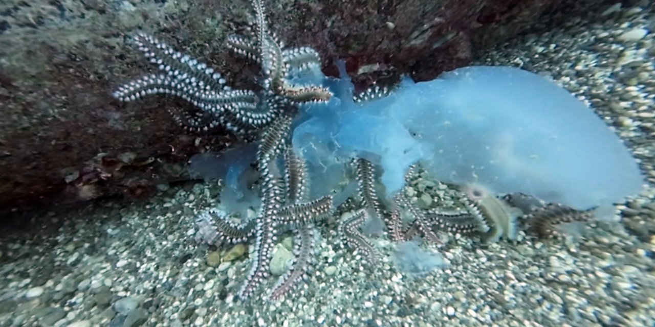 Göç Yolundaki Denizanaları Çıyanların Avı Oldu