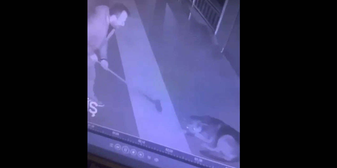 Rize’de Köpeğe Şiddet Uygulayan Kişi Gözaltına Alındı