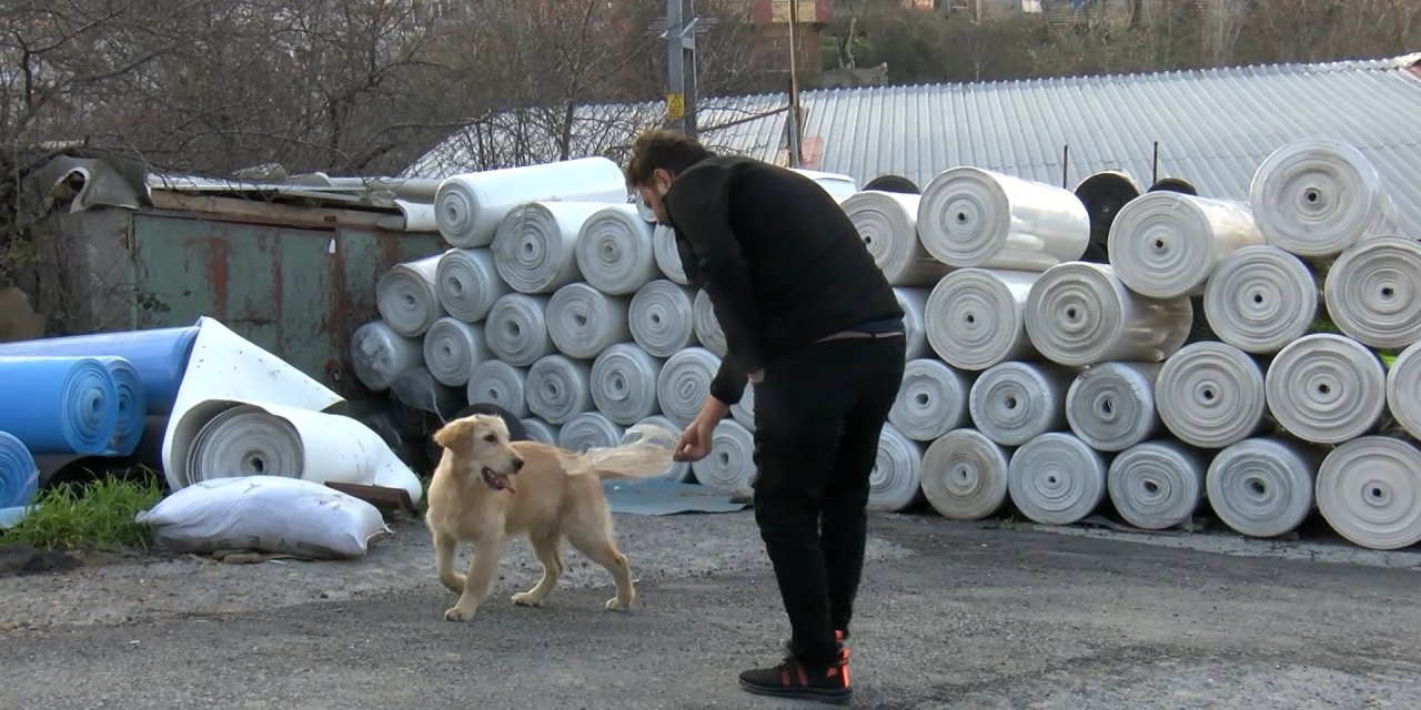 İstanbul- Sultangazi’de Yol Kenarına Atılan Köpeğin Sahibi Aranıyor