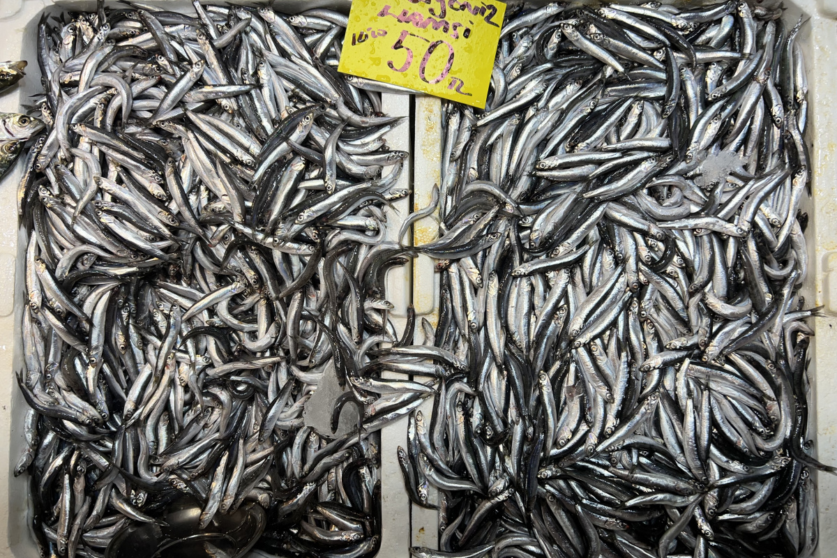 Balık tezgahlarında hamsi bolluğu yaşanıyor