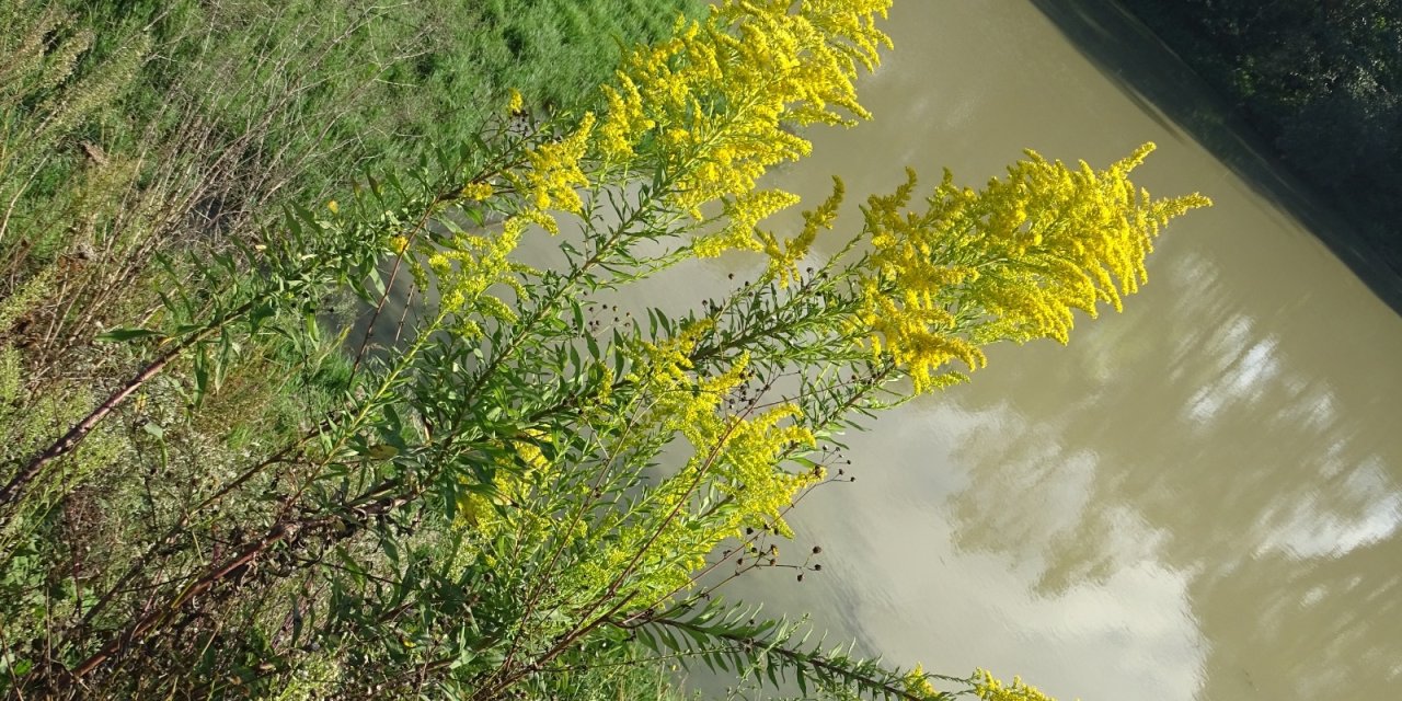 Bakan Yumaklı: Bartın’da 2 Yeni Bitki Türü Keşfedildi