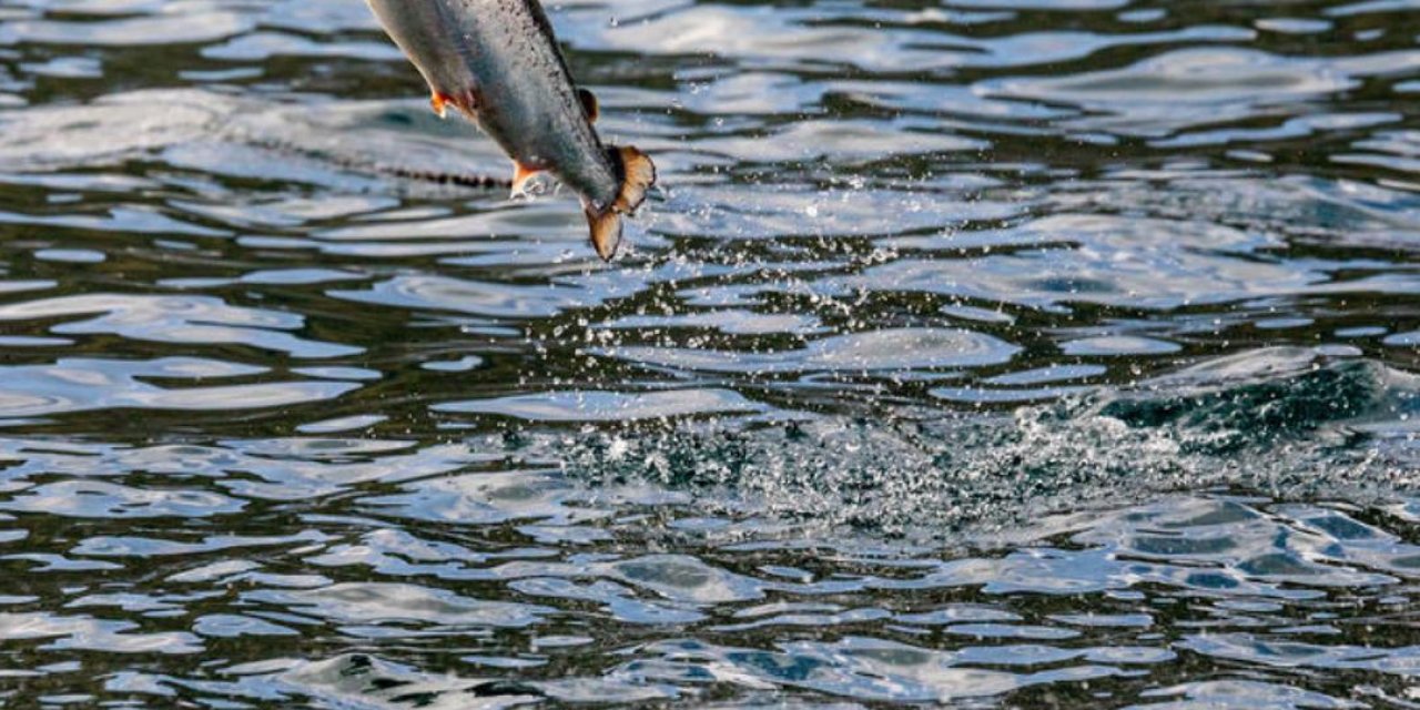 10 Yıllık Dönemde 865 Milyon Somon Balığı, Denizlerdeki Çiftliklerde Öldü