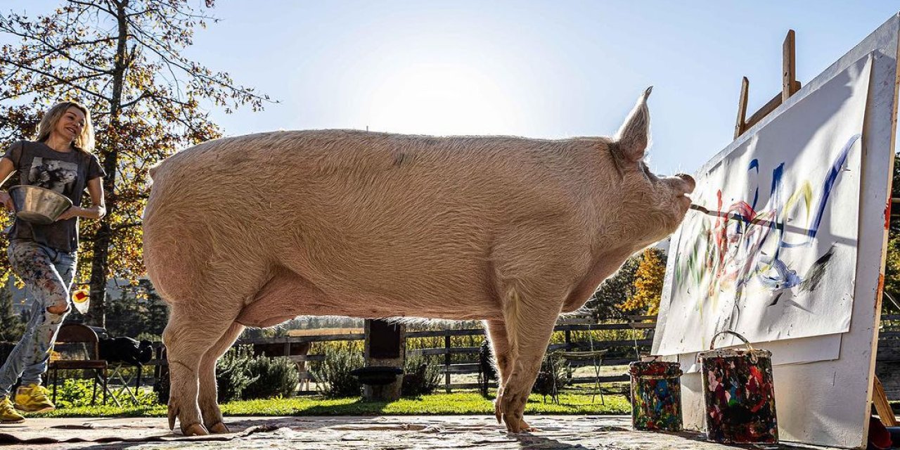 Ressam Domuz ‘Pigcasso’ Hayatını Kaybetti