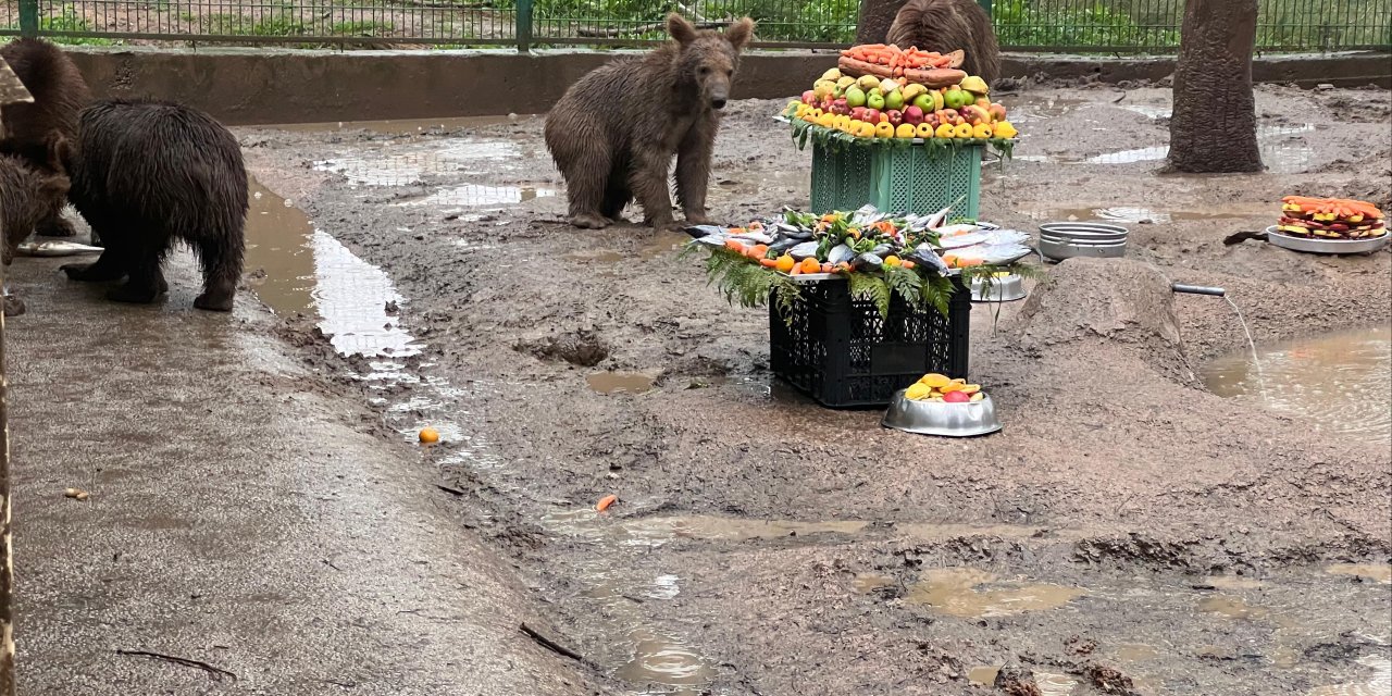 Rehabilitasyon Merkezinde Yavru Ayılara Temsili Doğum Günü