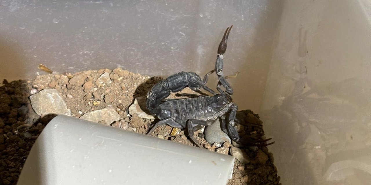 Türkiye, Avrupa'ya 'Akrep Serumu' İhraç Edecek