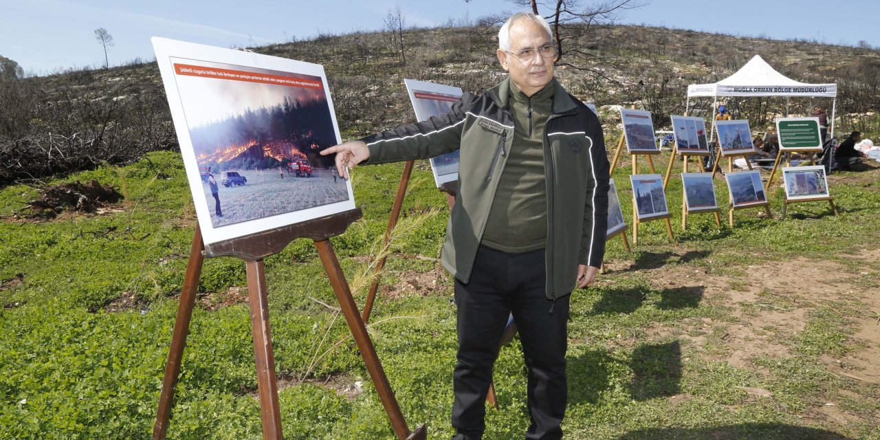 Halep Çamı Ormanı Yeşeriyor, Akbelen De Ağaçlandırılacak