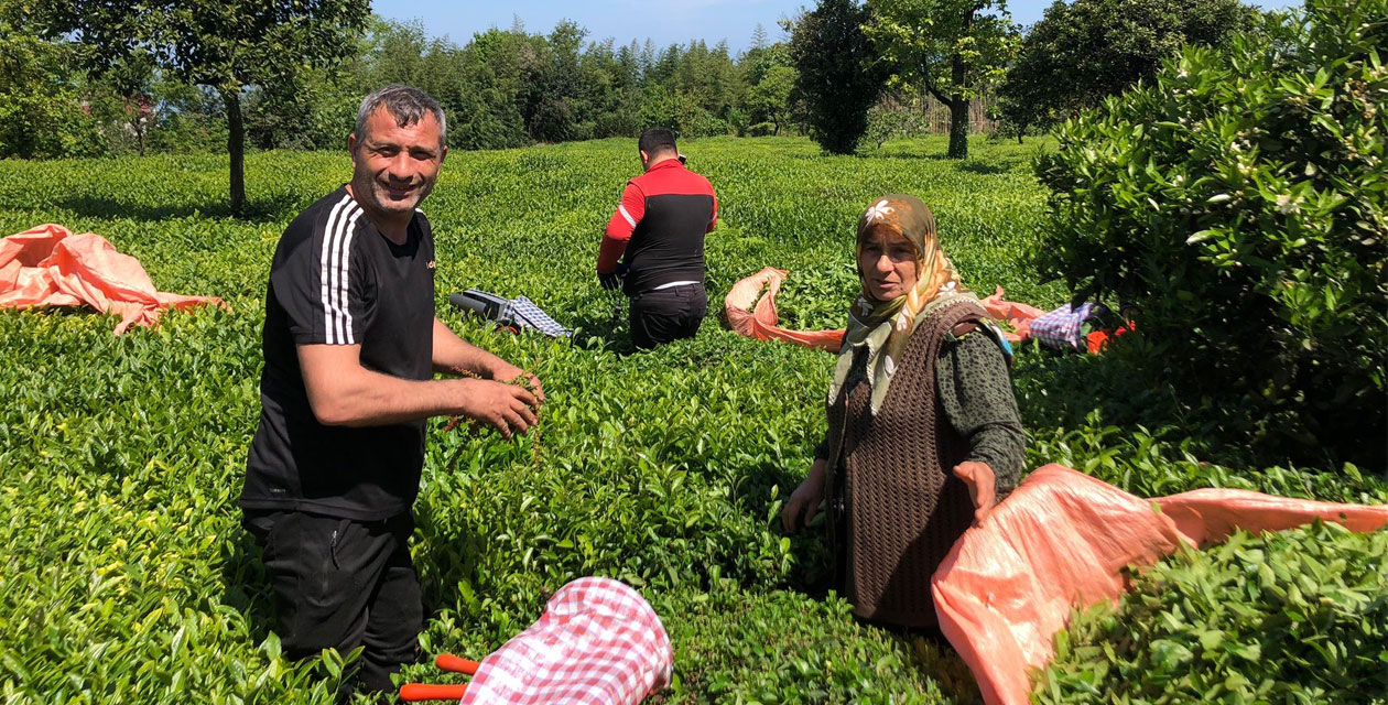 Rize'de yaş çay üreticileri bahçelere girmeye başladı