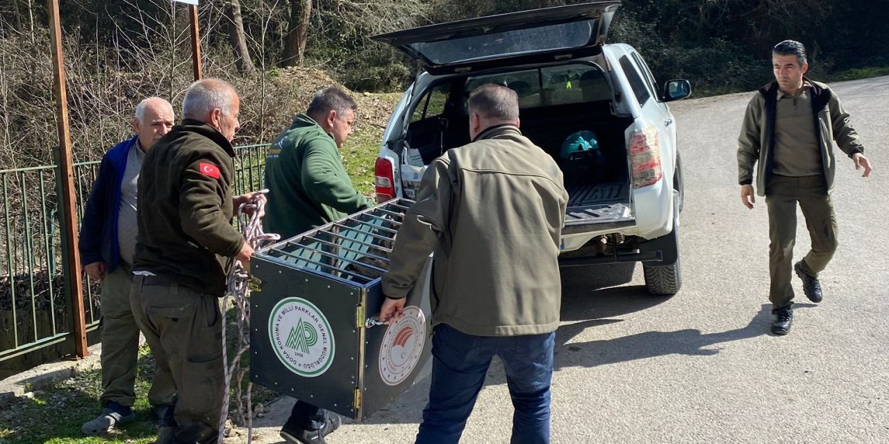 Su Kanalına Düşen Karaca Kurtarıldı