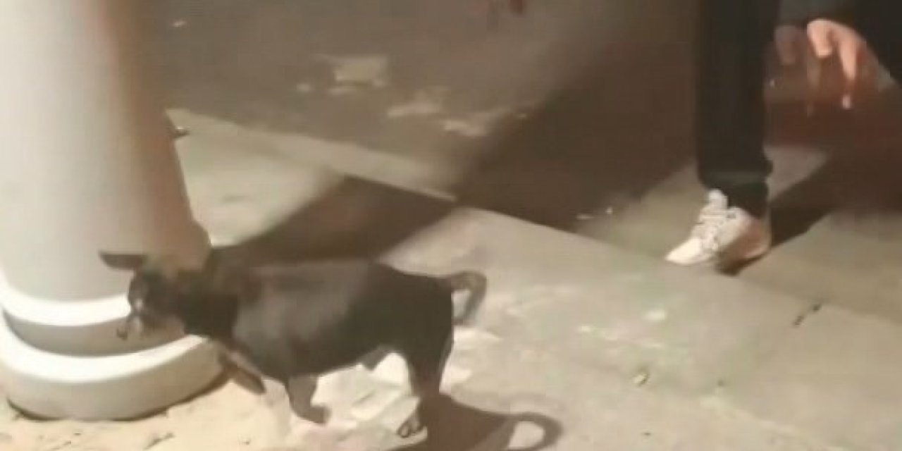 Büyükçekmece'de Elektrik Kaçağını Test Etmek İçin Köpeği Kullandı